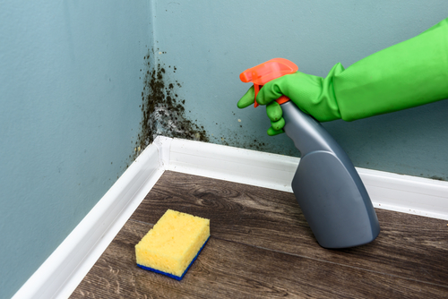 
                                                home cleaning, tips to prevent mold in your house    
                        