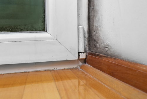
                            home cleaning, tips to prevent mold in your house
                            